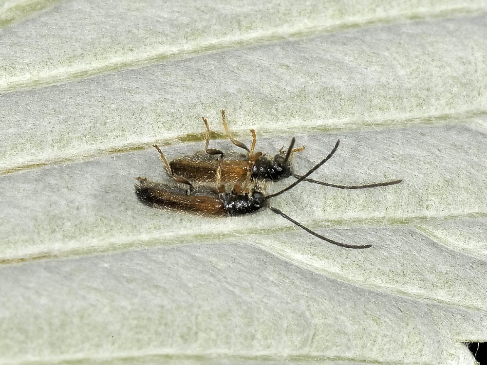 Tetrops praeustus praeustus - (Cerambycidae)